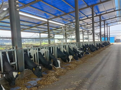 牛頸枷的優(yōu)缺點(diǎn)