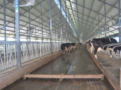 牛舍糞道多寬適合使用牛場(chǎng)刮板清糞機(jī)