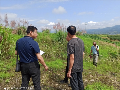 湖北十堰500頭牛場現(xiàn)場規(guī)劃中