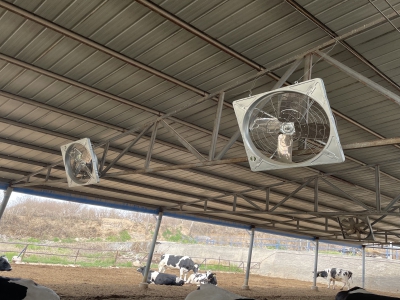 牛舍風機有效幫助牛場解決牛只的熱應激問題