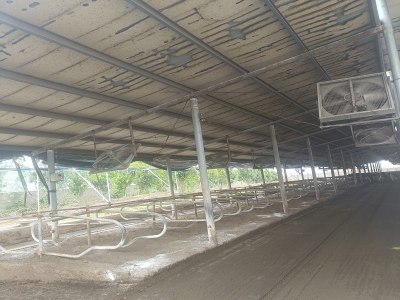 牛場智能清糞機解決牛場清糞難的問題