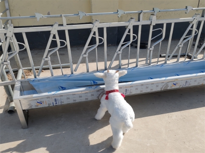 浙江溫州劉老板新羊場(chǎng)實(shí)現(xiàn)快捷管理靠羊頸枷